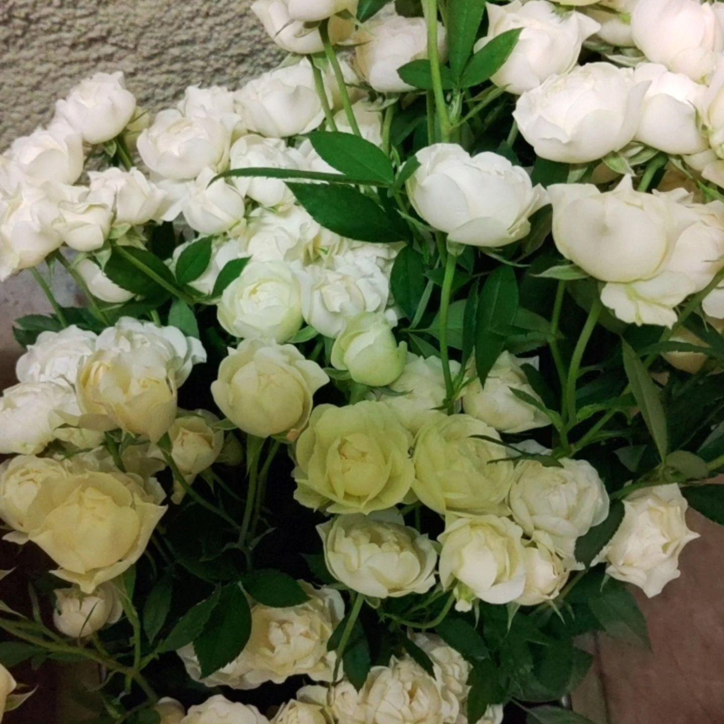 今日は、25年になる結婚記念日の花束を選びに、豊橋市老津町東