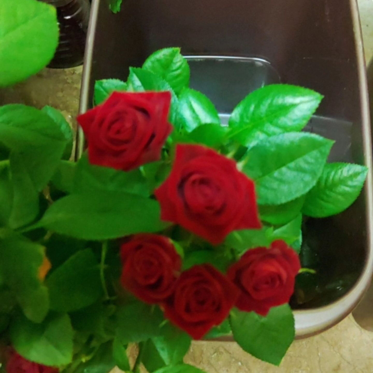 今日は、25年になる結婚記念日の花束を選びに、豊橋市老津町東
