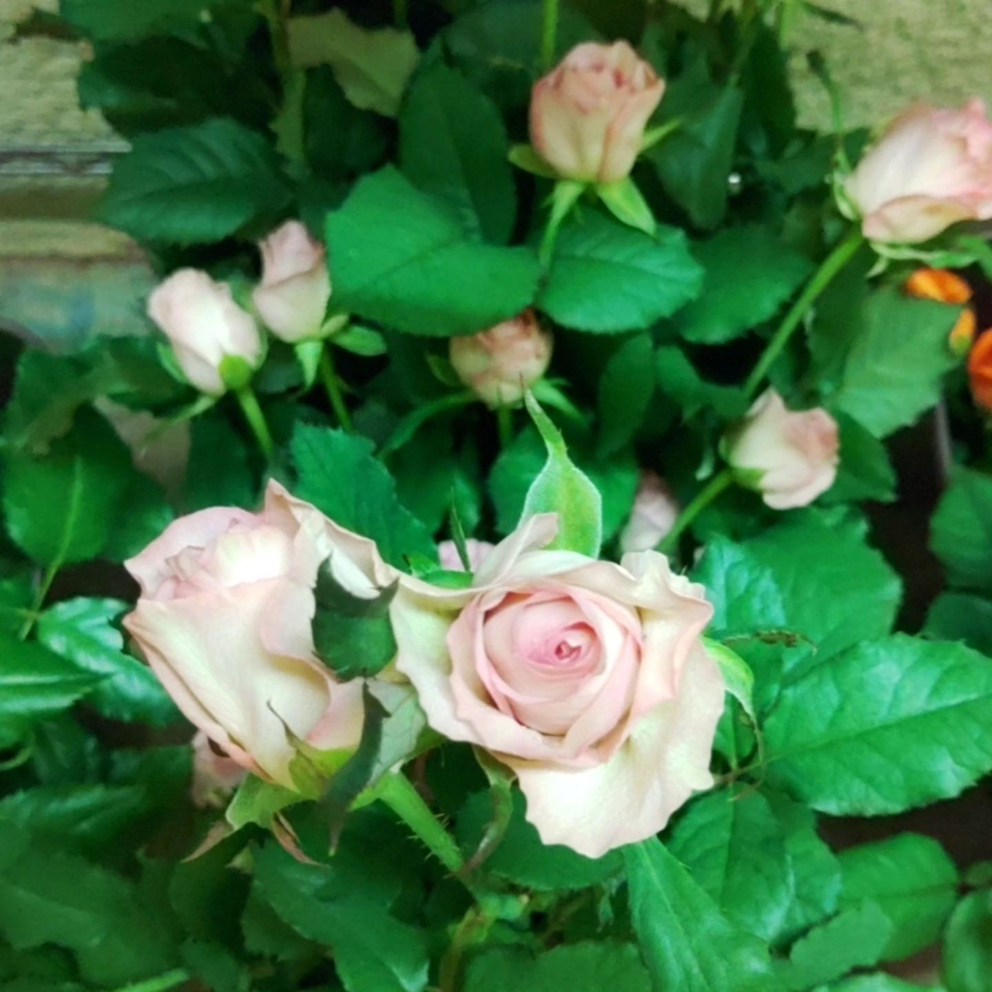 今日は、25年になる結婚記念日の花束を選びに、豊橋市老津町東