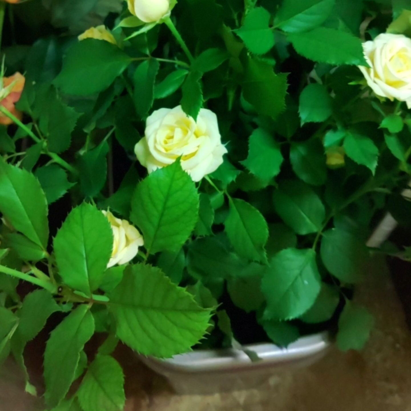 今日は、25年になる結婚記念日の花束を選びに、豊橋市老津町東